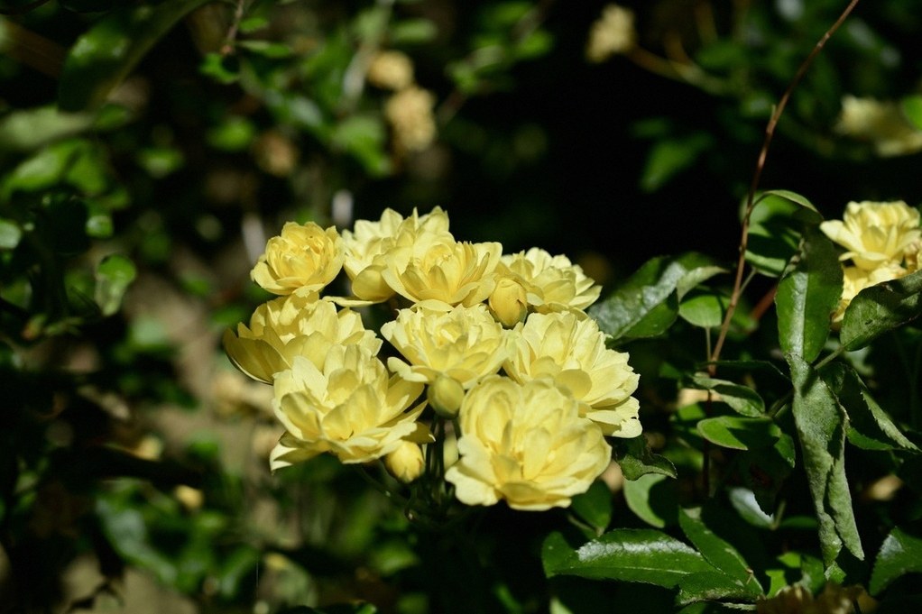 목향장미 화분 3