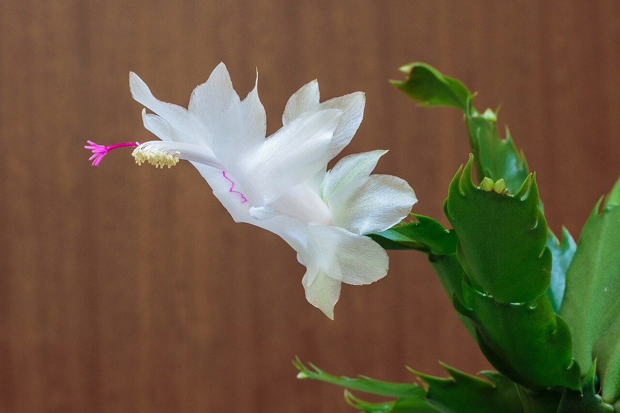 쉐프렐라 샤롯데 1