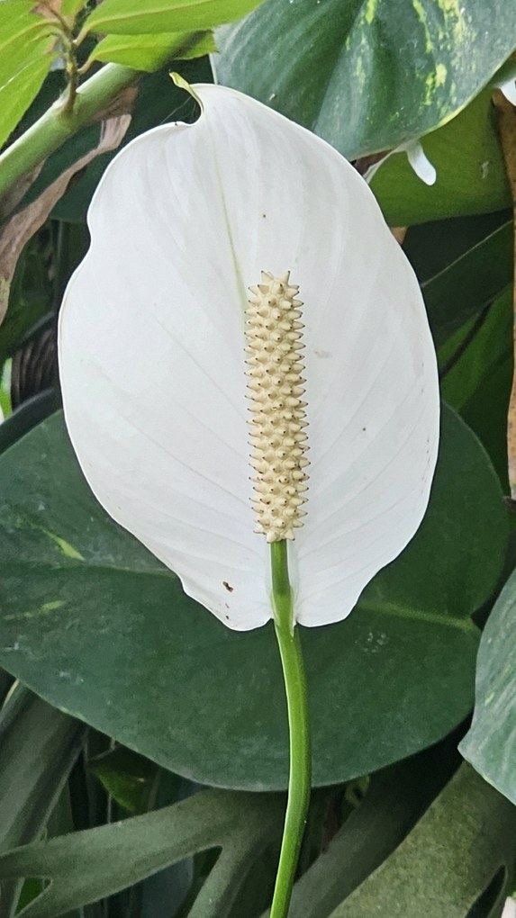 스파티필름 꽃피우기 1