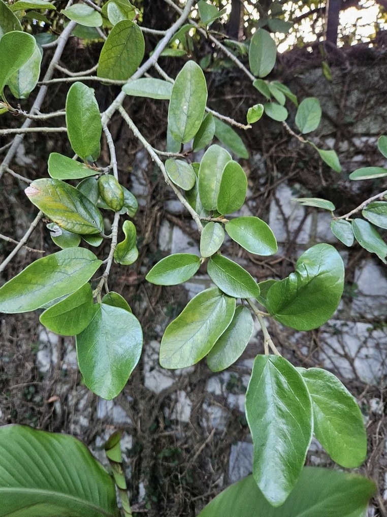 푸미라 잎마름 3