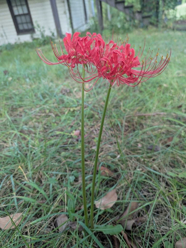 석산꽃 4