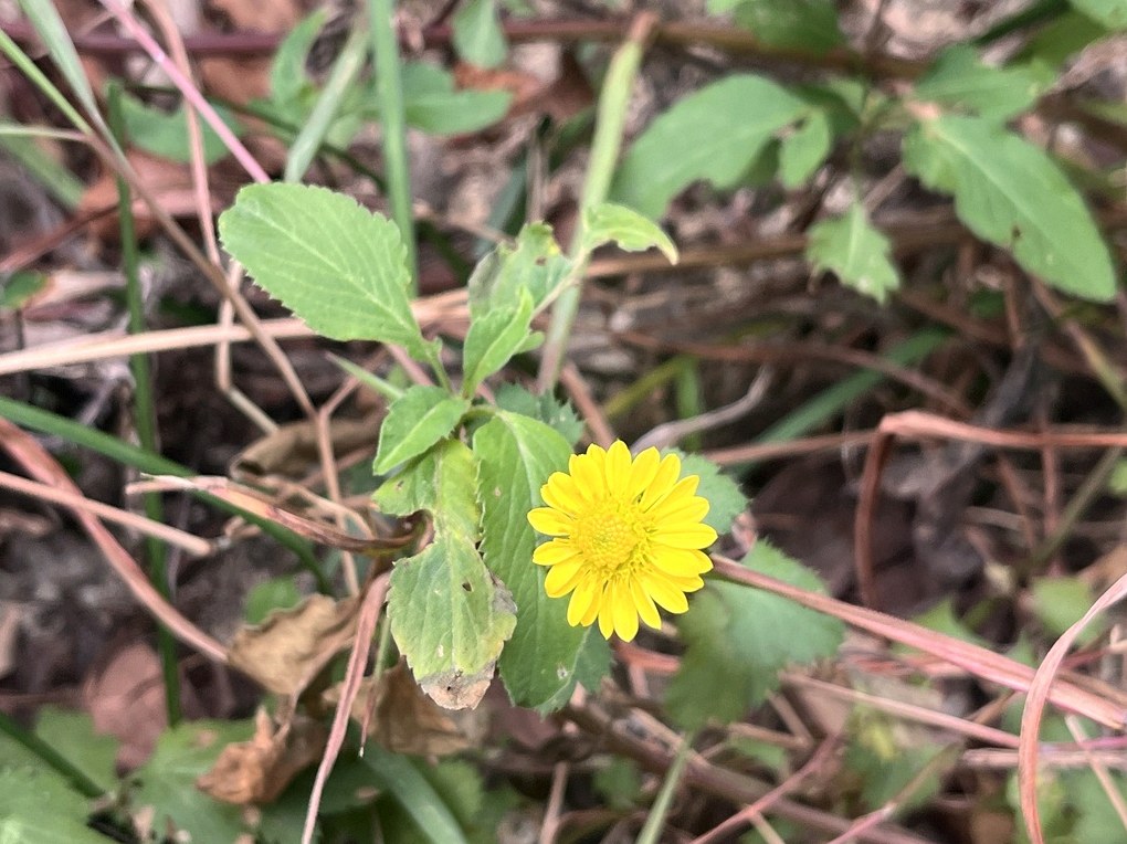 산국화나물 6