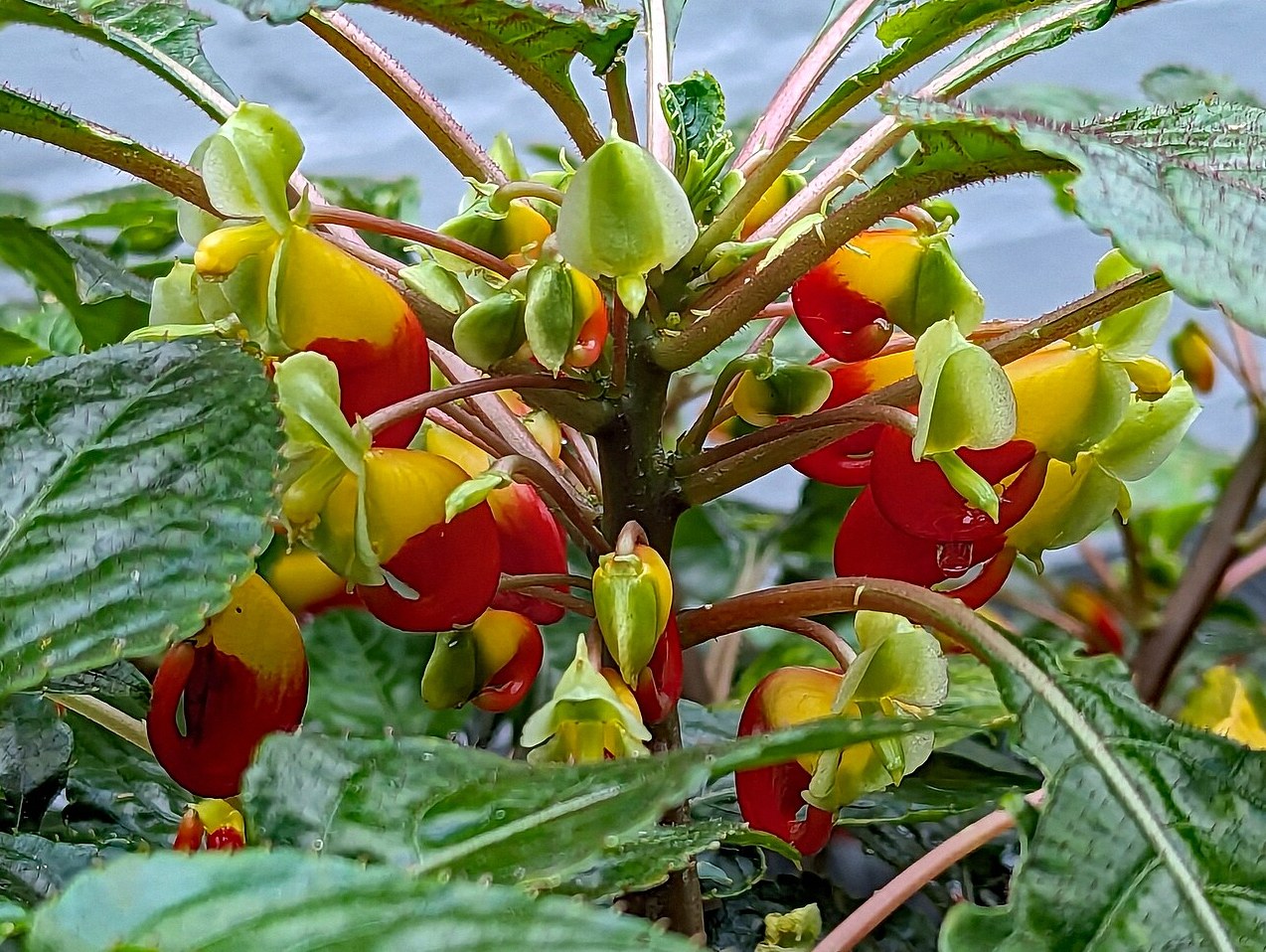 콩고꽃 1