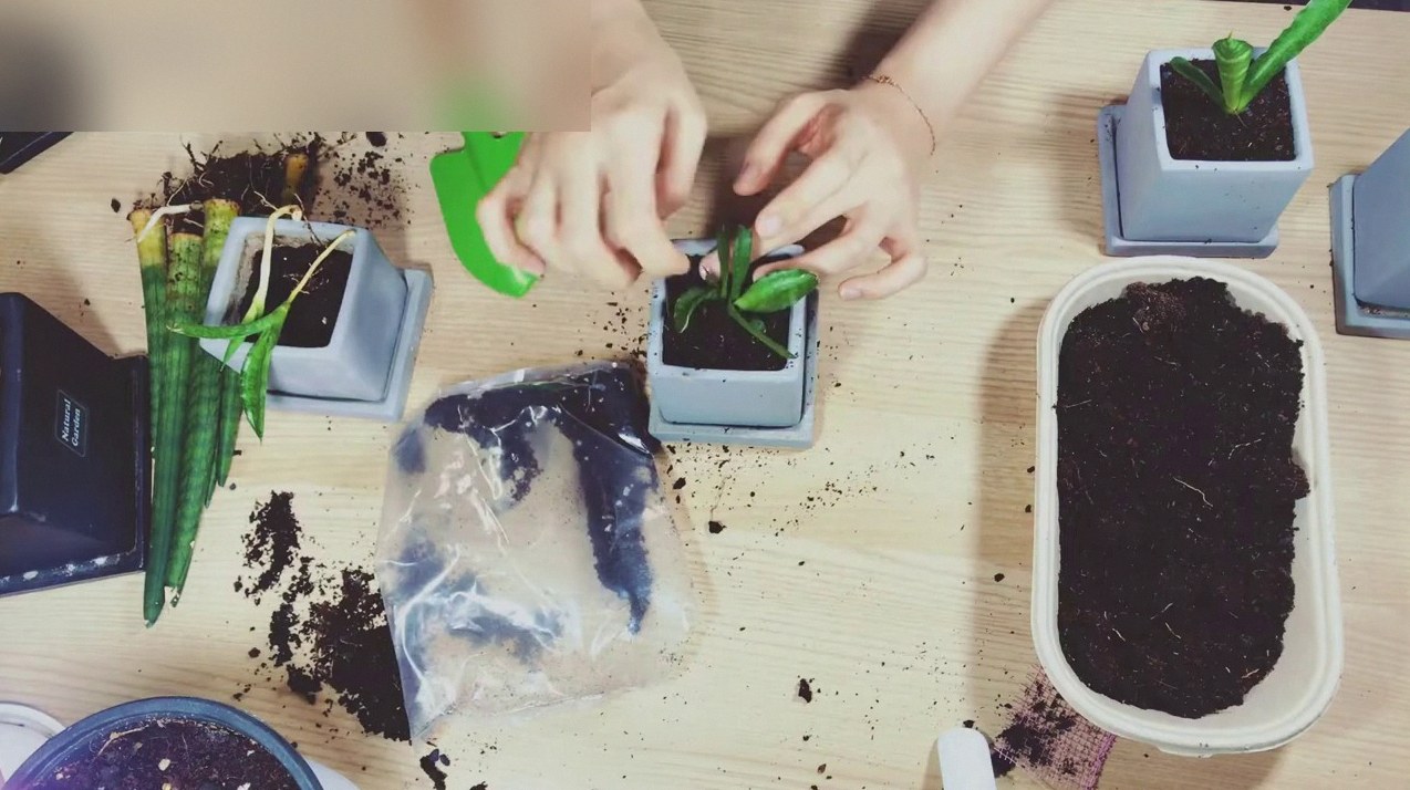 스투키 자르기 1