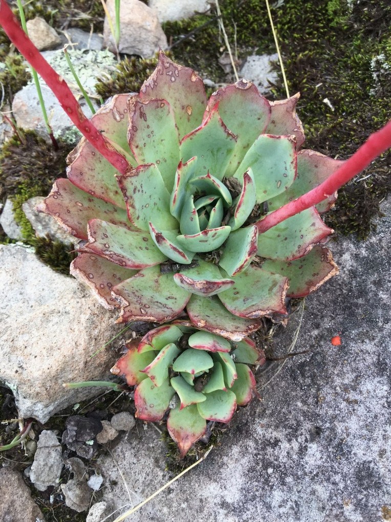 칠복수 꽃말 2