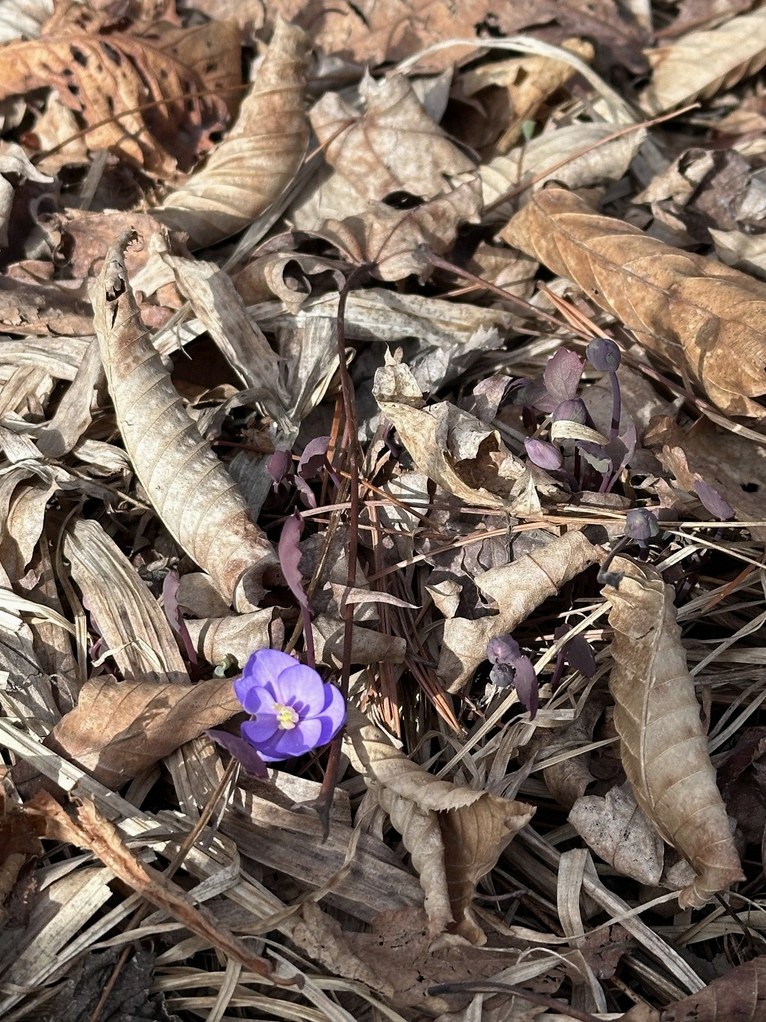 대구 깽깽이풀 6