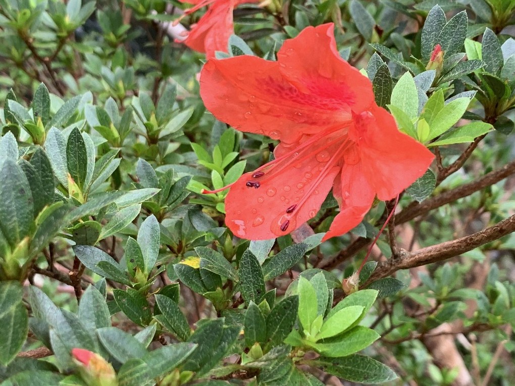 영산홍심는시기 4