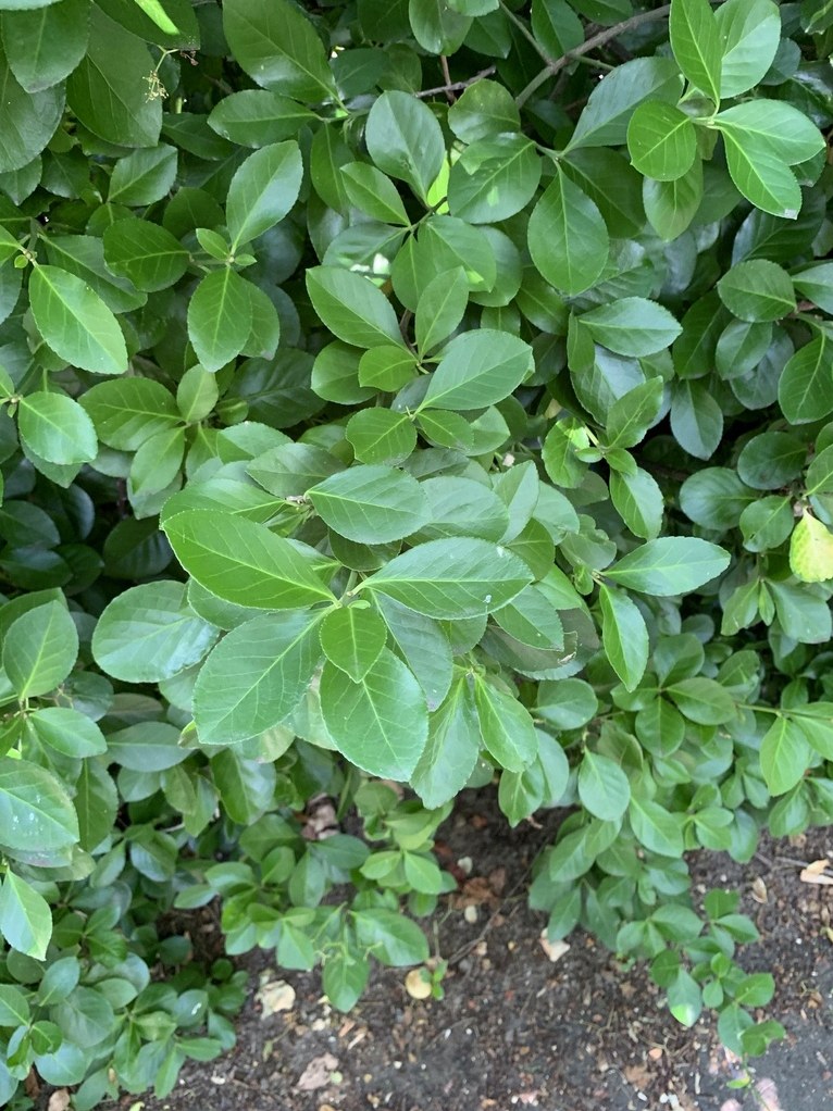 사철나무 잎 마름 4