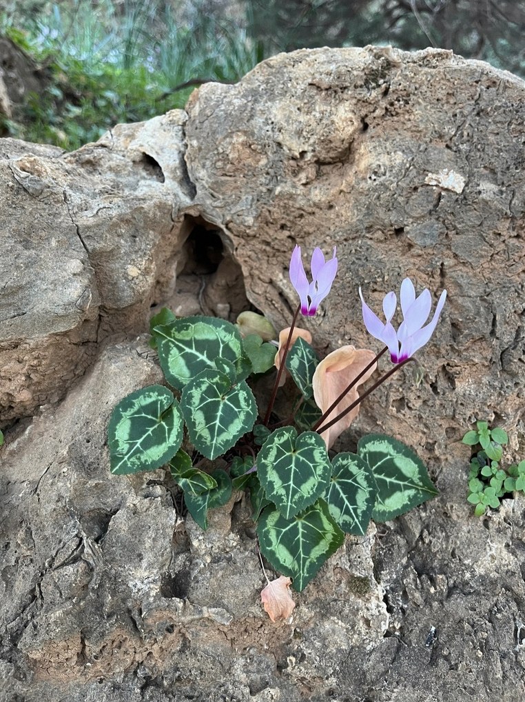 시클라멘 번식방법 6