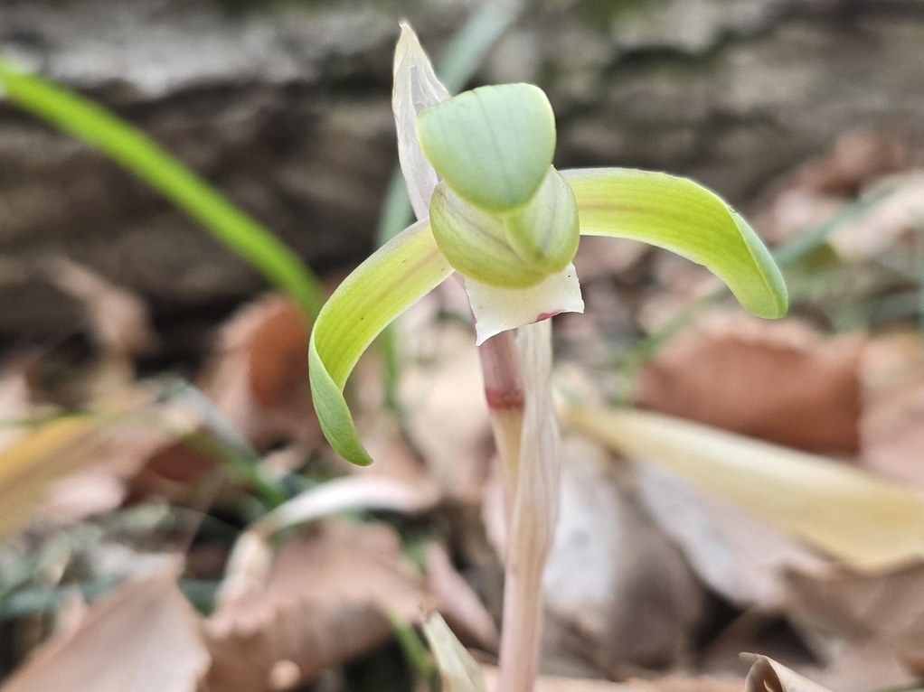 보춘화 관리 6