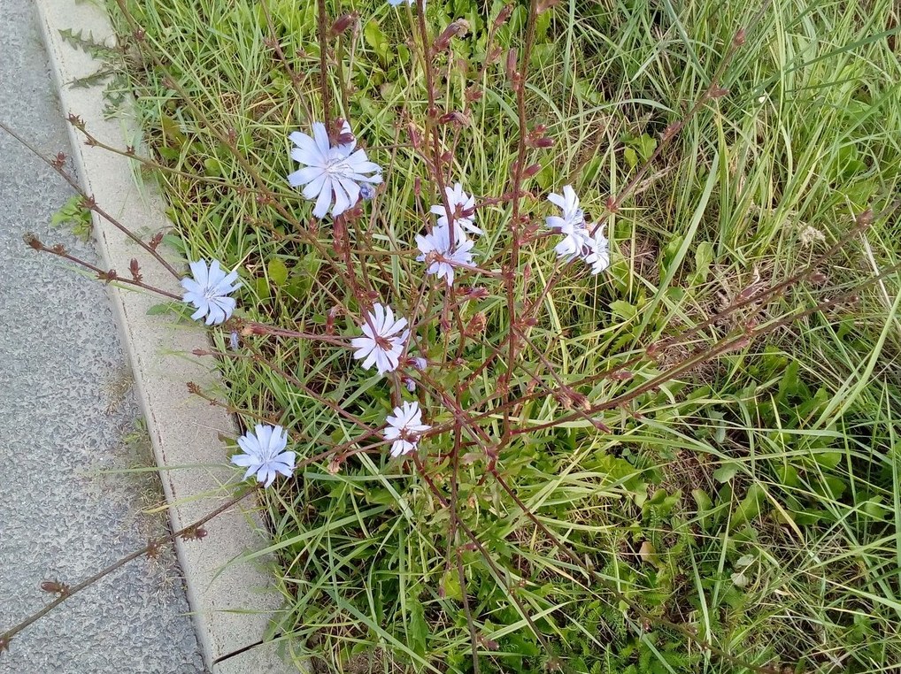 엔다이브 모종 6