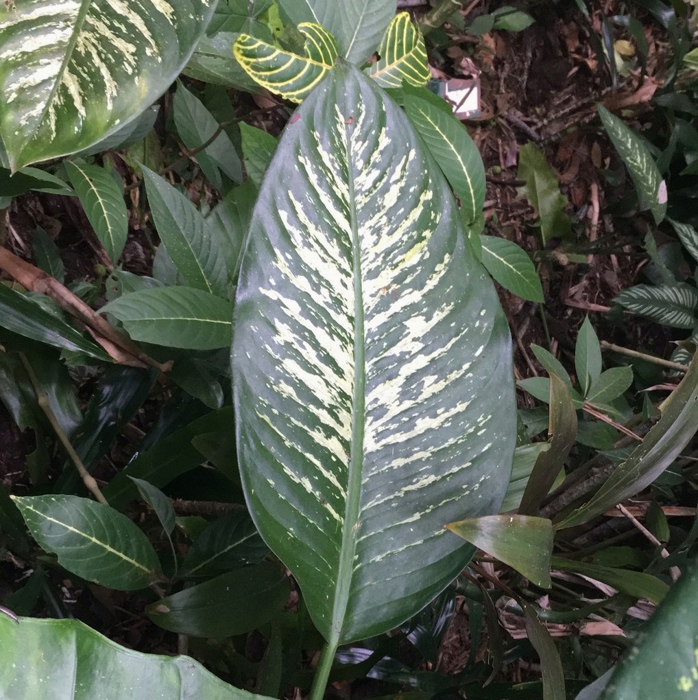 디펜바키아 마리안느 꽃 1