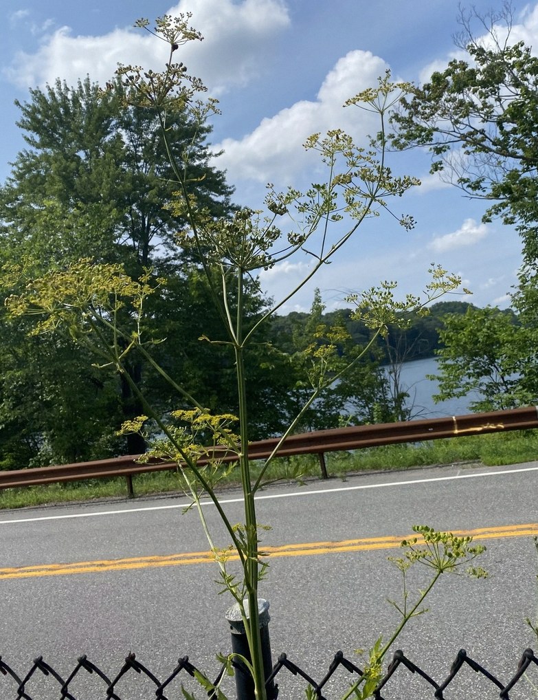 파스닙 재배 3
