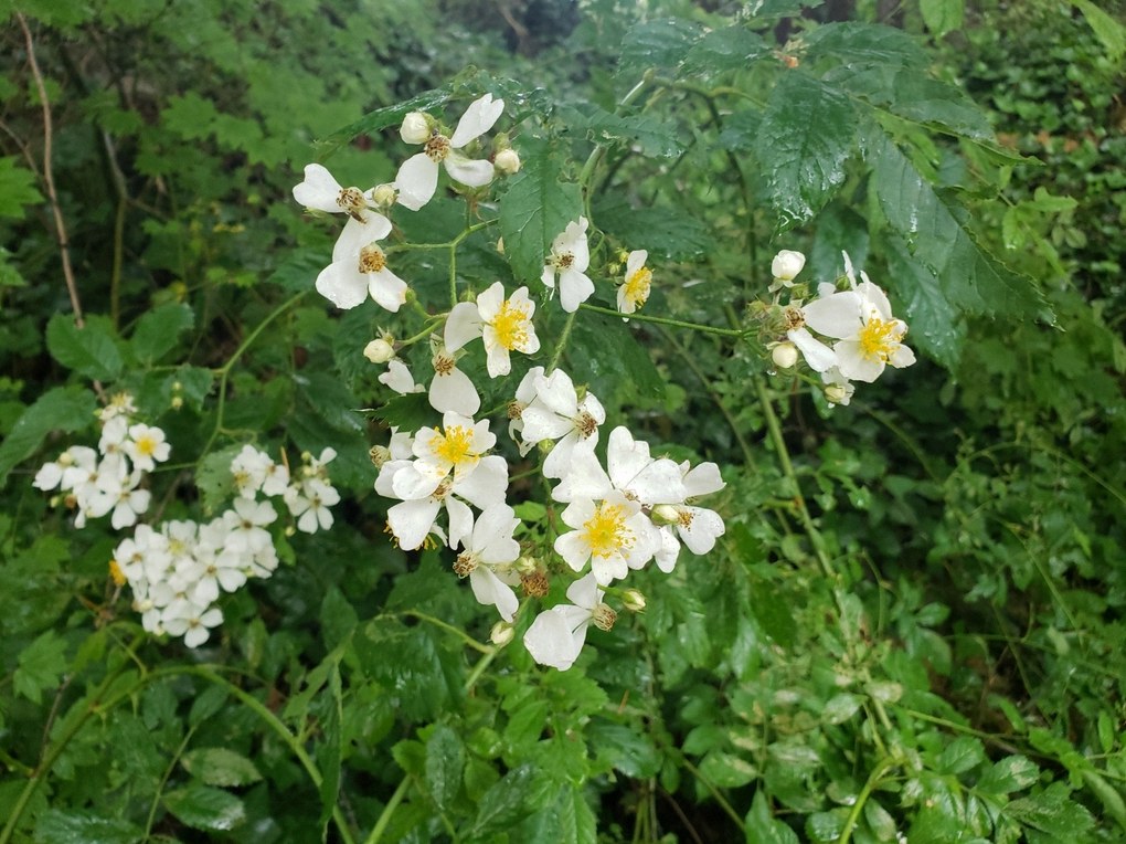 찔레꽃분재 2