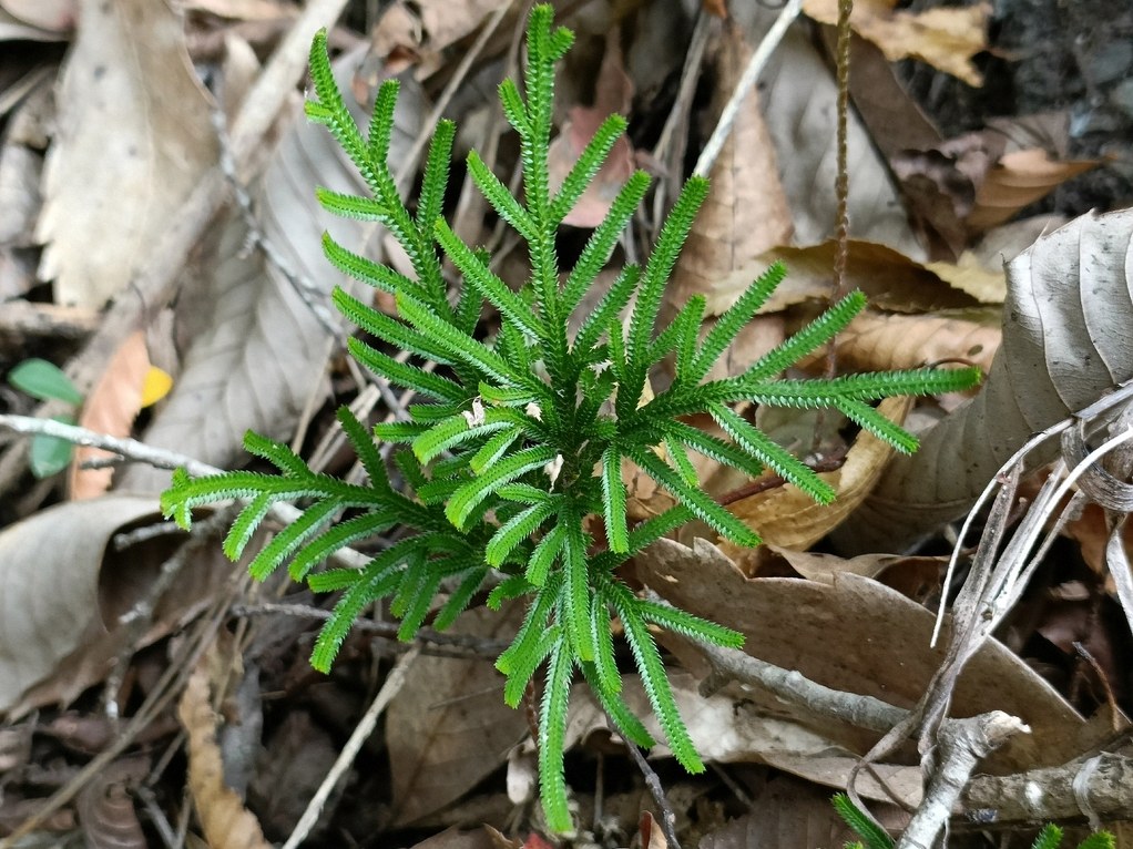 개부처손 6