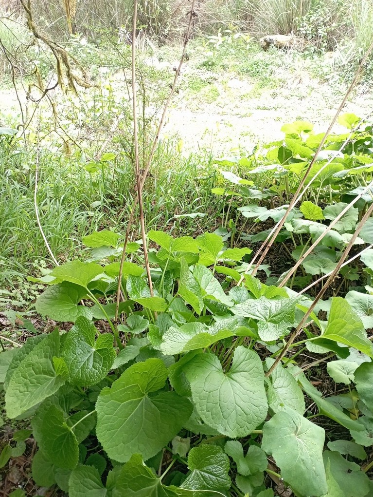 곤달비모종 6