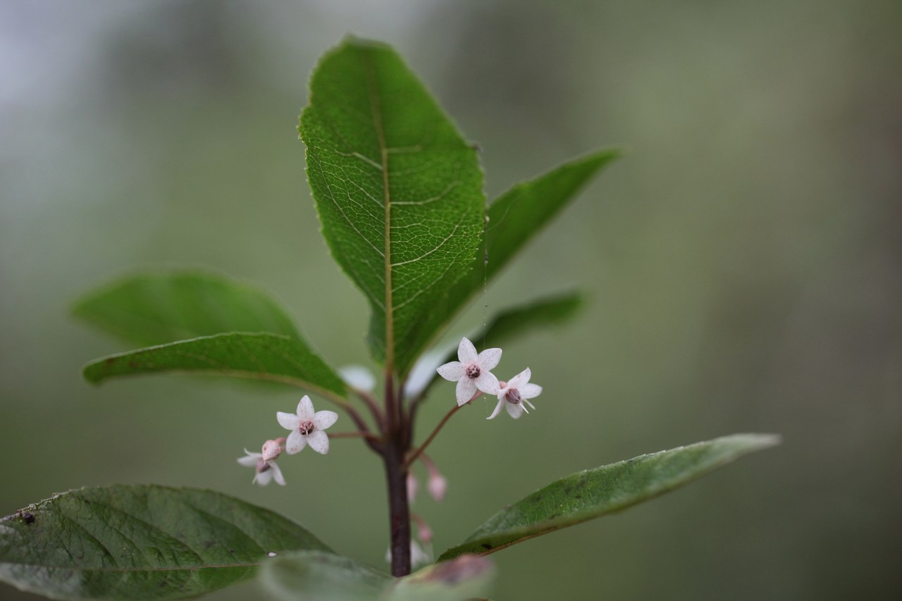 자금우 꽃말 6